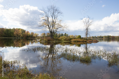 Lake in the Forest