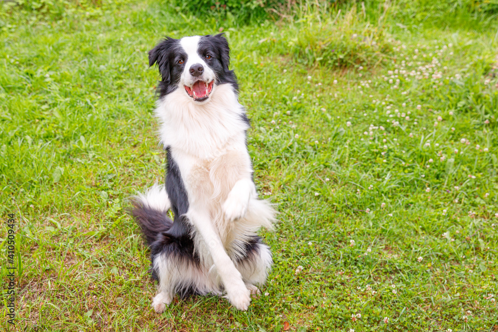 Outdoor portrait of cute smiling puppy border collie sitting on grass park background. Little dog with funny face jumping in sunny summer day outdoors. Pet care and funny animals life concept