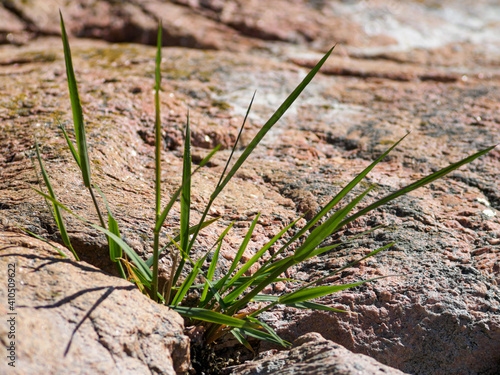 Close up of grass growing in a rock