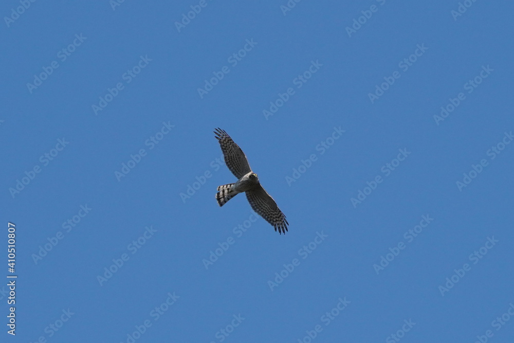 eurasian sparrow hawk in flight eurasian sparrow hawk in flight