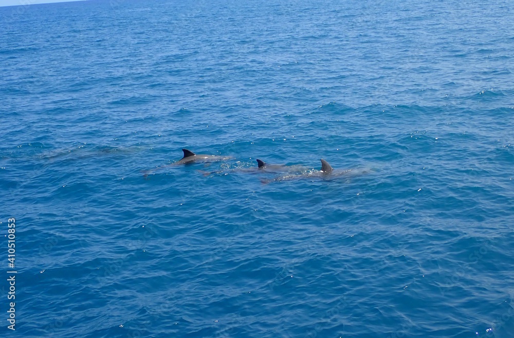 Fototapeta premium OLYMPUS DIGITAL CAMERA