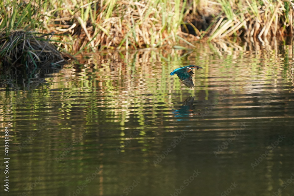 common kingfisher in flight common kingfisher in flight