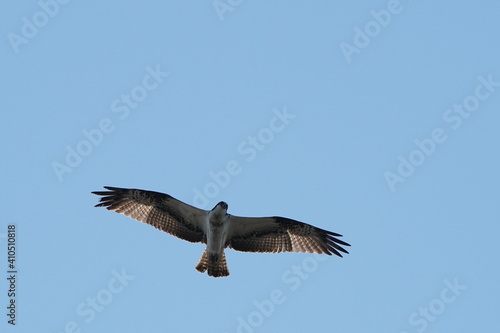 osprey in flight