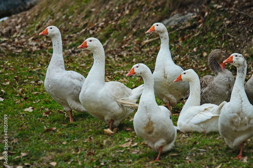 A group of white ducks and geese with orange beaks Domesticated birds for meat and feathers.