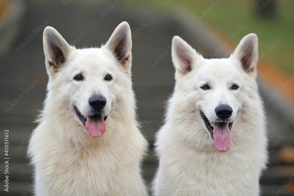 The portraits of two long-haired White Swiss Shepherd dogs posing outdoors near a staircase in autumn
