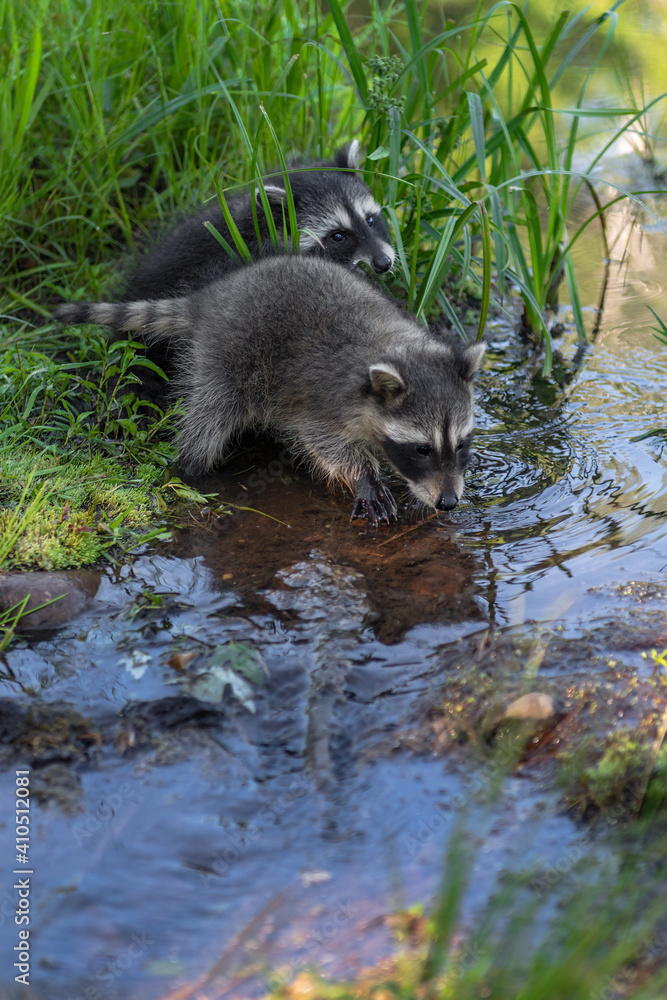 Raccoons (Procyon lotor) Dip Into Stream of Water Summer Raccoons (Procyon lotor) Dip Into Stream of Water Summer