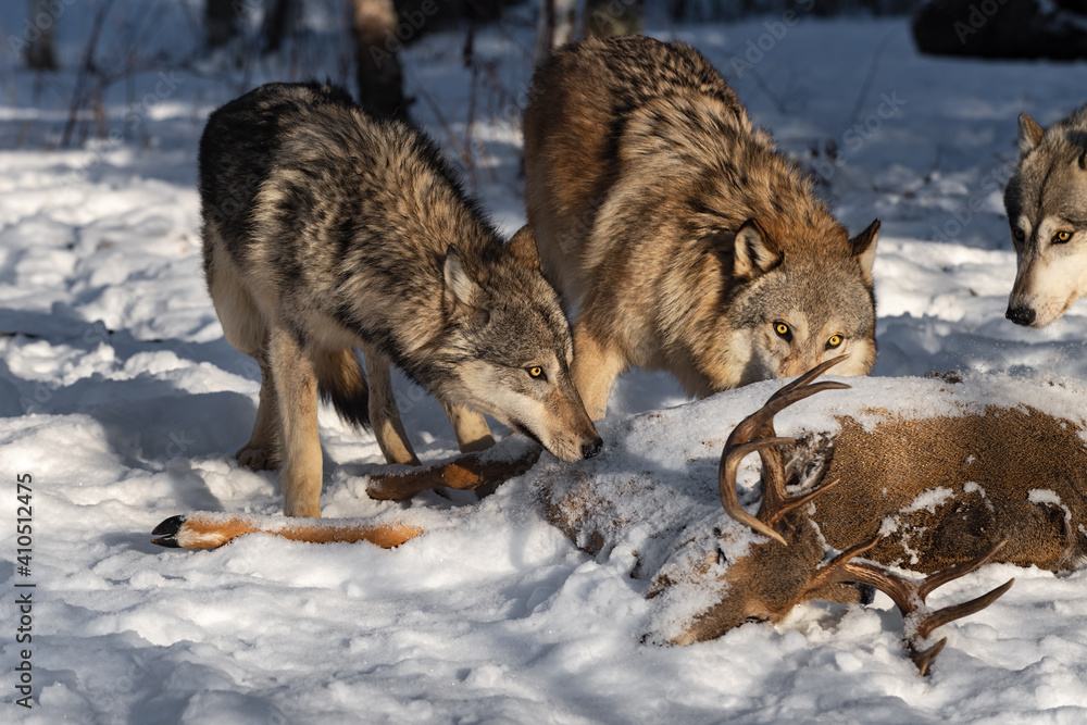 Grey Wolf (Canis lupus) Sniffs at Body of White-tail Deer Winter