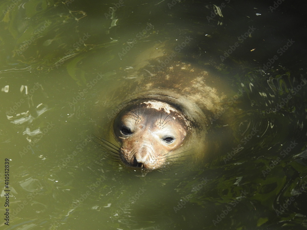 Obraz premium Playful elephant seal swimming around in Oak Knoll Creek in San Simeon, California.