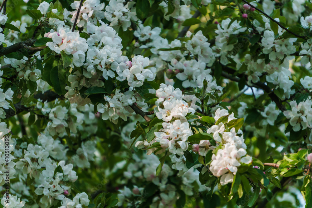 White flowers of apple tree on a branch in the garden. White flowers of apple tree on a branch in the garden.