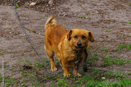 Wallpaper Mural A red mongrel dog on a chain in the village guards the yard. Torontodigital.ca