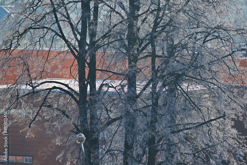 Wallpaper Mural Trees covered with frost on a frosty morning, Moscow region. Torontodigital.ca