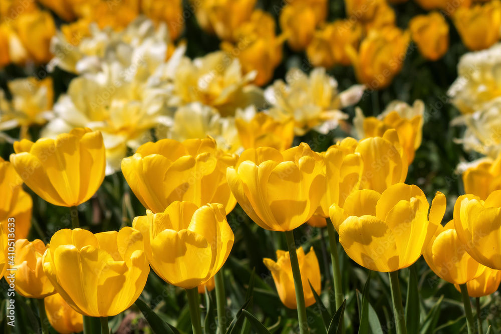 Obraz premium Beautiful yellow tulips bloom in the garden on a sunny spring day. Spring background. Tulips close up.