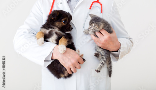 Cat and dog in Vet doctor hands. Doctor veterinarian keeps kitten and puppy in hands in white coat with stethoscope. Baby pets in vet clinic. medicine concept.