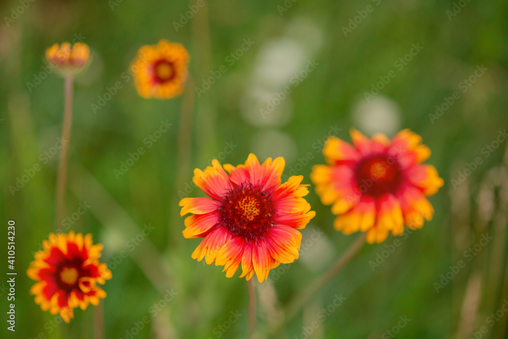 Beautiful wildflowers on a green meadow. Warm summer day. Beautiful wildflowers on a green meadow. Warm summer day.