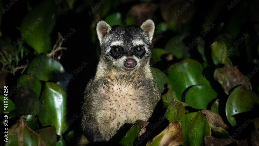 Obraz premium Raccoon