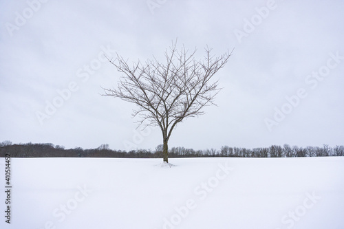 Solitary Tree In the Snow