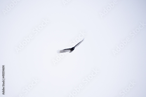 Falcon Gliding Flying With Wings Spread © Marco
