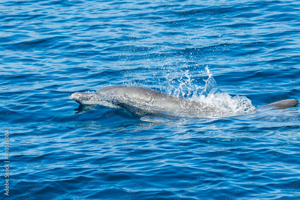 Obraz premium Friendly pod of Common Dolphins on the surface of a tropical ocean