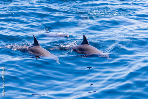 Friendly pod of Common Dolphins on the surface of a tropical ocean