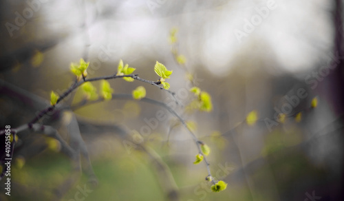 Background with birch branches in the spring. © Azaliya (Elya Vatel)