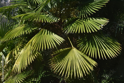 Fototapeta Naklejka Na Ścianę i Meble -  palma, liść