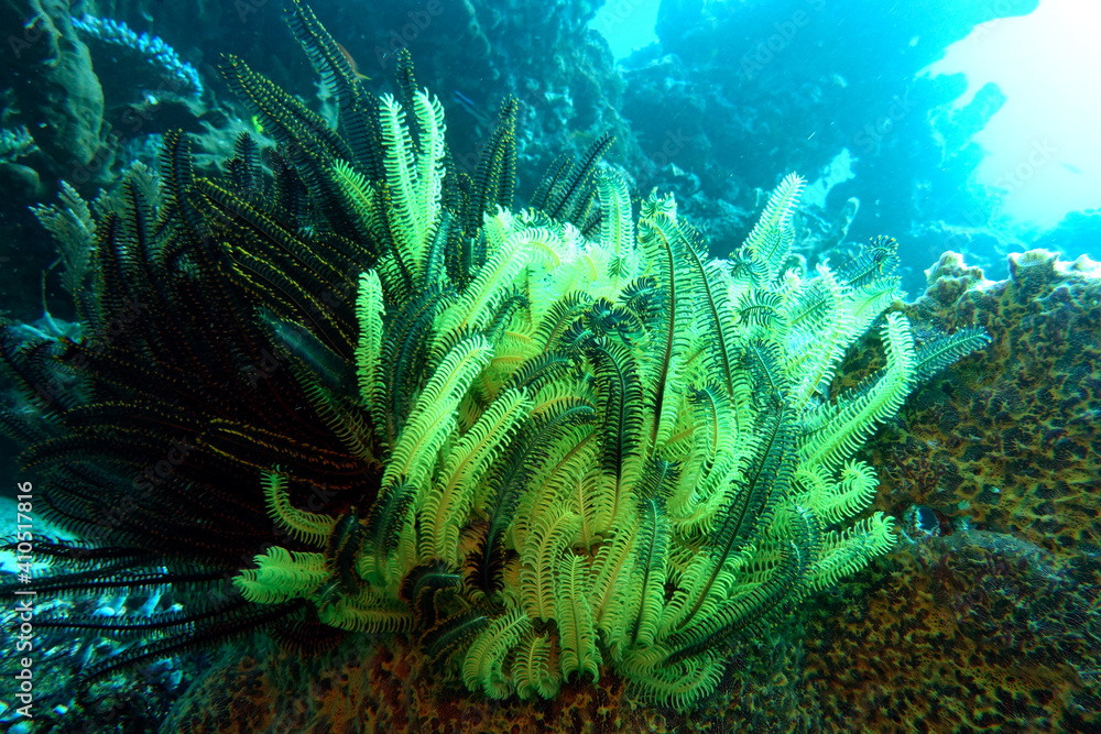 Federstern oder Seelilie am Korallenriff