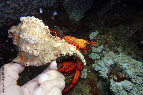 Weiss-Gepunkteter Einsiedlerkrebs - Dardanus megistos photo