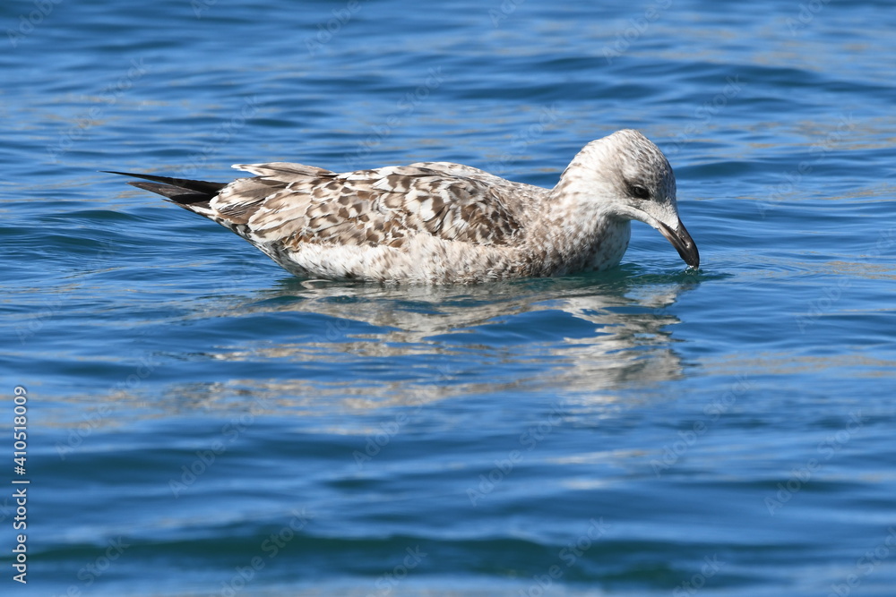 GAVIOTA GAVIOTA