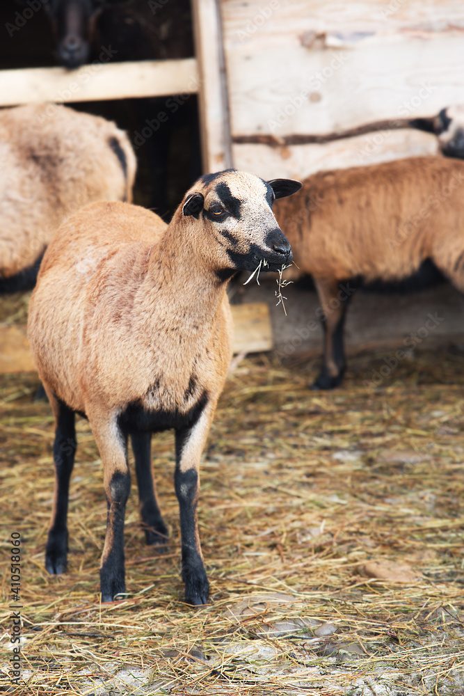 Beautiful sheep in the flock on the background of a wooden farm fence. Beautiful sheep in the flock on the background of a wooden farm fence.