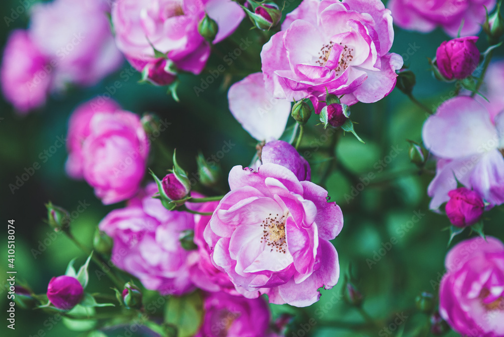 Pink-white lovely rose flowers in summer - Angelica rose Pink-white lovely rose flowers in summer - Angelica rose