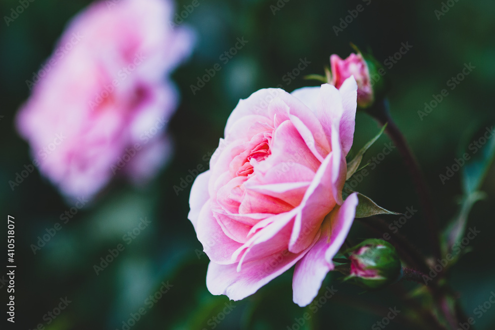 Elegant pink rose with buds in the evening garden - Pirouette rose by Olesen