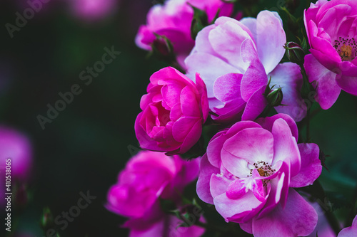 Rich pink lovely roses in evening summer garden - Rosa Angelica  closeup