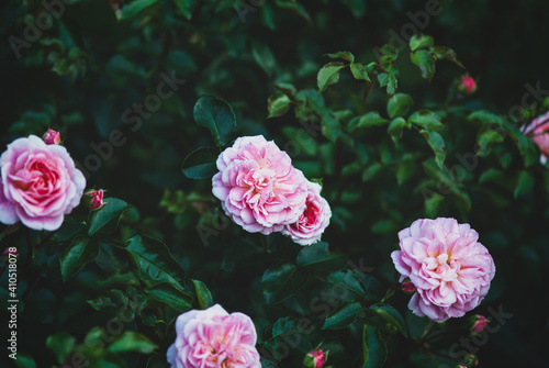 Pirouette Rose - delightful pink garden roses on dark green rosebush