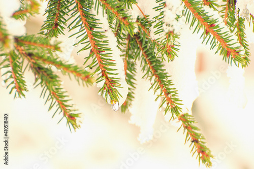 Drops hang from the branch of an evergreen tree. Spring nature background. The snow melts in the spring in the forest. Pine branches close-up