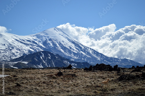 A dog stands in front of a snowy volcano in the wilderness at Tolbachik volcano in Kamchatka in Russia