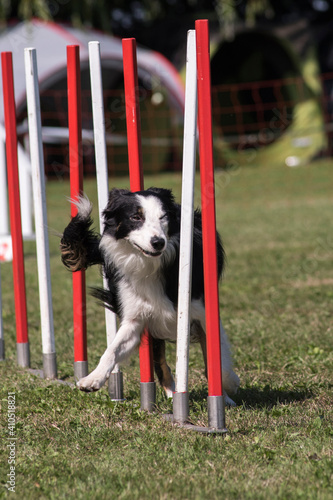 border collie en agility