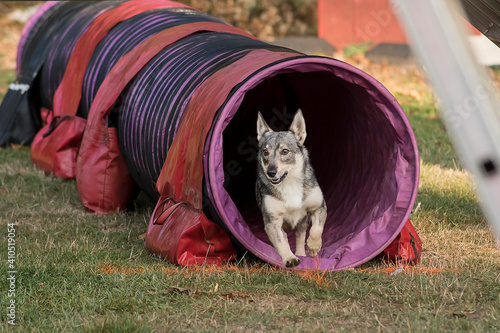 spitz des wisigoths , vallhund suédois en agility photo