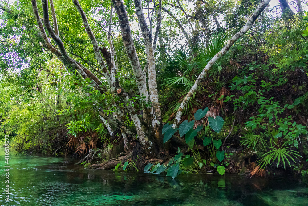 Weeki Wachee River, Florida Weeki Wachee River, Florida