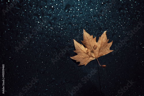 dead leaf on a wet surface with droplets
