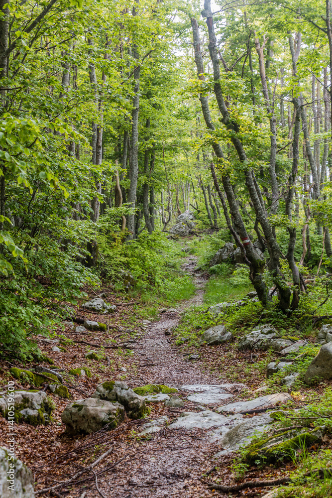 Hiking path in a forest of Lovcen national park, Montenegro Hiking path in a forest of Lovcen national park, Montenegro
