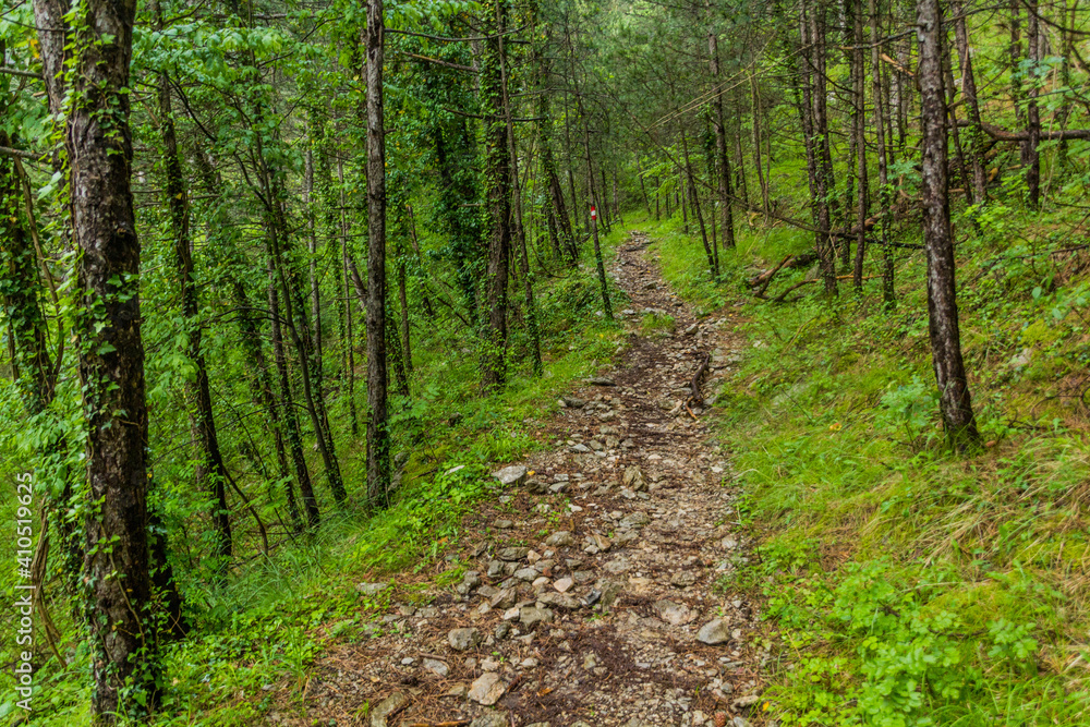 Obraz premium Hiking path in a forest of Lovcen national park, Montenegro