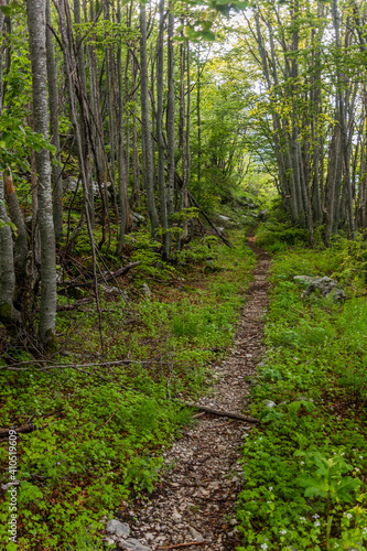 Hiking path in a forest of Lovcen national park  Montenegro