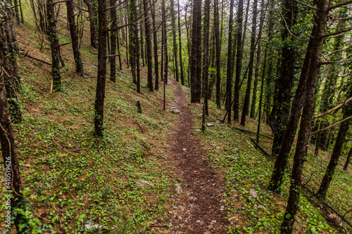 Hiking path in a forest of Lovcen national park, Montenegro