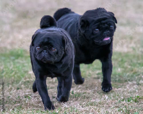 Two black Pugs