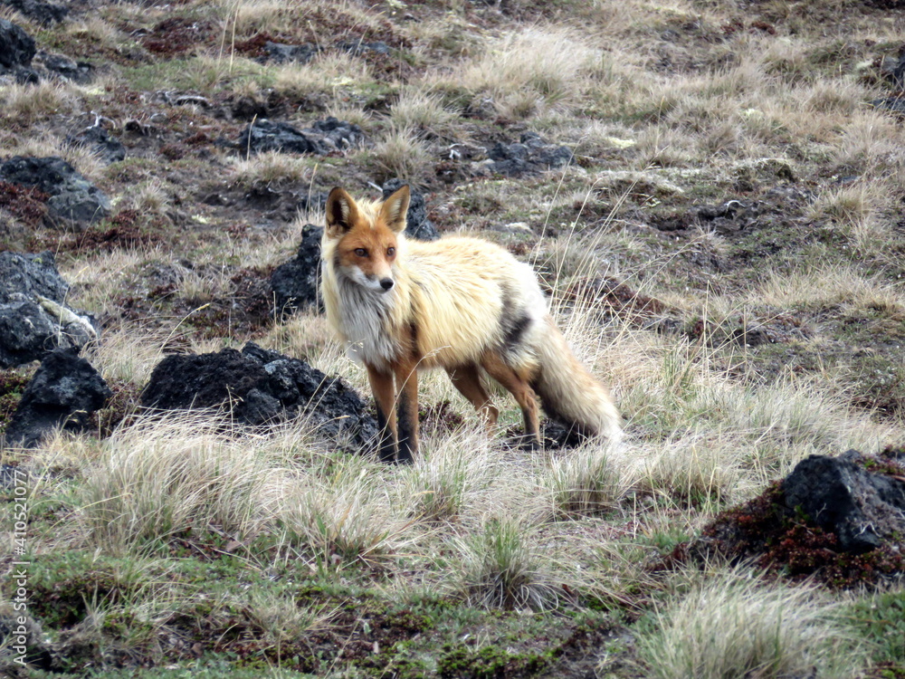 Fototapeta premium Wild fox with thick fur in the far east Kamchatka peninsula, Russia.