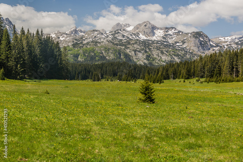 Meadow in Durmitor mountaims, Montenegro.