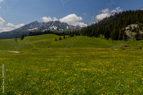 Meadow in Durmitor mountains, Montenegro © Matyas Rehak
