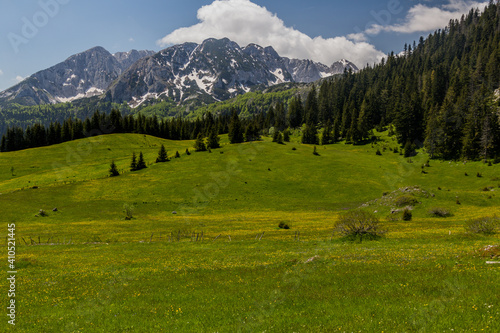 Meadow in Durmitor mountains, Montenegro