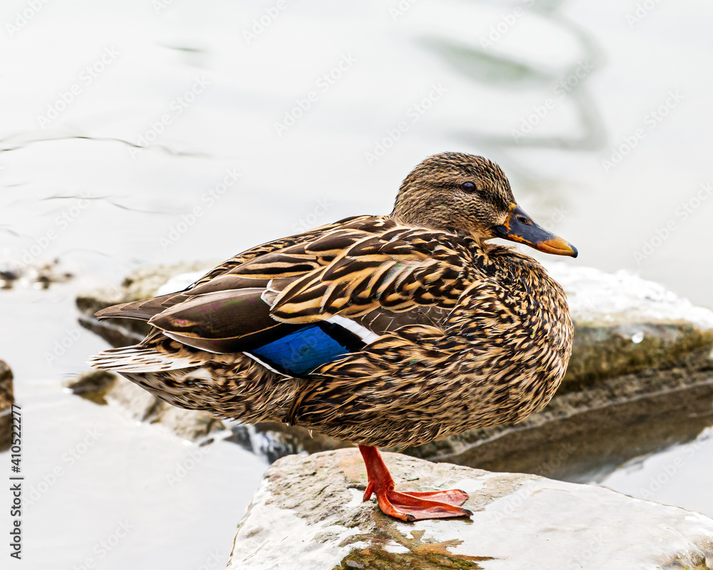 Female mallard duck standing on frozen rock in water profile facing right of frame Female mallard duck standing on frozen rock in water profile facing right of frame