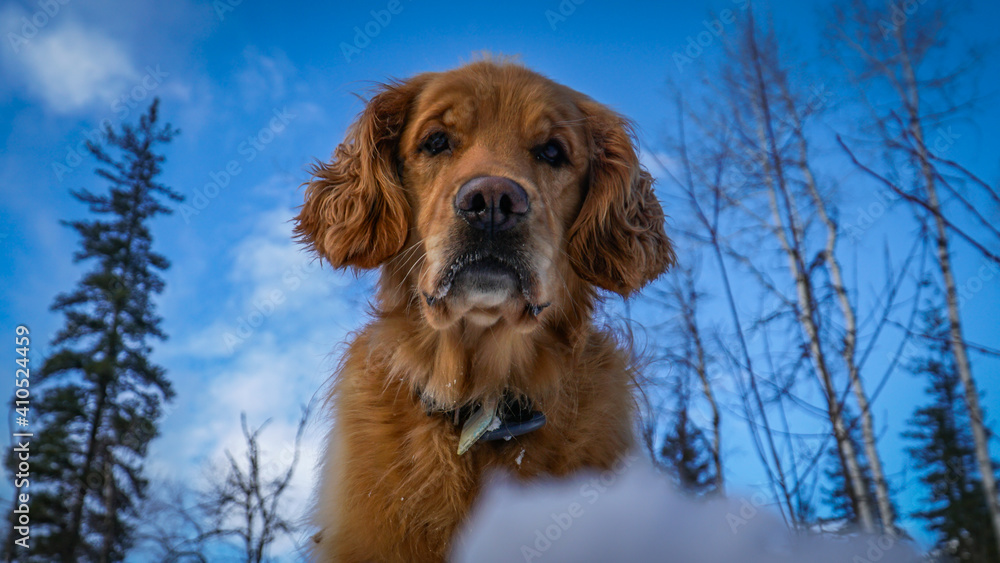 dog looking down in the snow